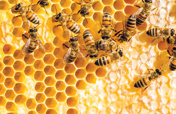 Maine Beach Organic Ligurian Honey סבון ידיים וגוף